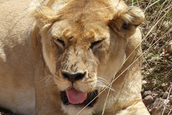 3 days 2 nights budget group safari to Maasai Mara National Reserve - What the $195.56 price really buys