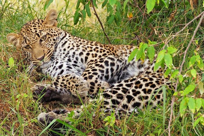 3 days 2 nights budget group safari to Maasai Mara National Reserve - Day 2: Big Five searching and the Mara River