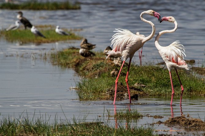 3 Days 2 Nights in Maasai Mara via The Great Rift Valley - The early drive on Day 3