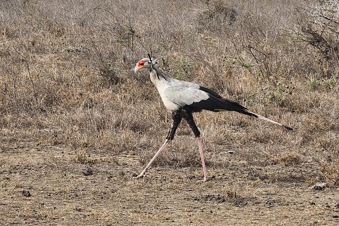 3 Days - 2 Nights Maasai Mara from Nairobi - Day three: early wildlife viewing and a balloon option