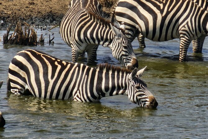 3 Days - 2 Nights Maasai Mara from Nairobi - Who will get the most from this safari?