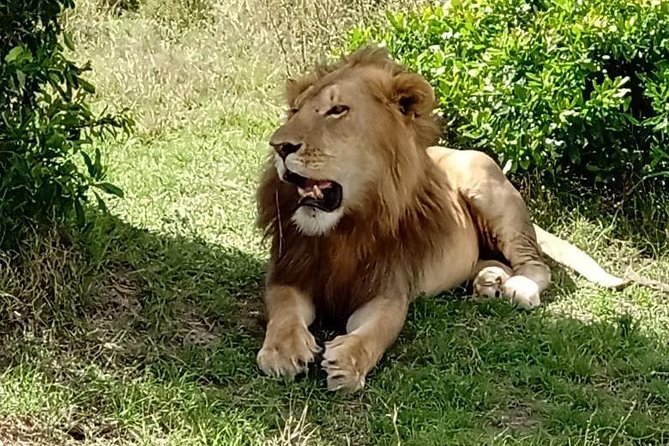 3 days, 2 nights Maasai Mara Game Reserve - The Nairobi pickup and road to the Mara