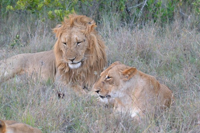 3 days, 2 nights Maasai Mara Game Reserve - The first afternoon game drive