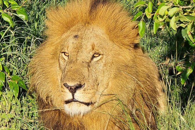 3 Days 2 Nights Maasai Mara Group Safari by 4WD From Nairobi - The full-day game drive from 7:00 am