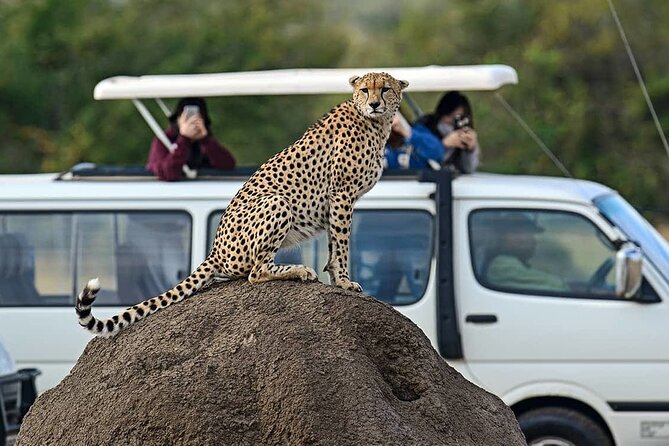 3 Days 2 Nights Maasai Mara Group Safari by 4WD From Nairobi - Picnic lunch beneath a croton tree