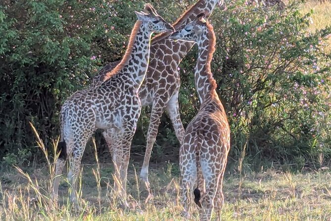 3 Days 2 Nights Maasai Mara Group Safari by 4WD From Nairobi - The Great Migration and the reality of timing