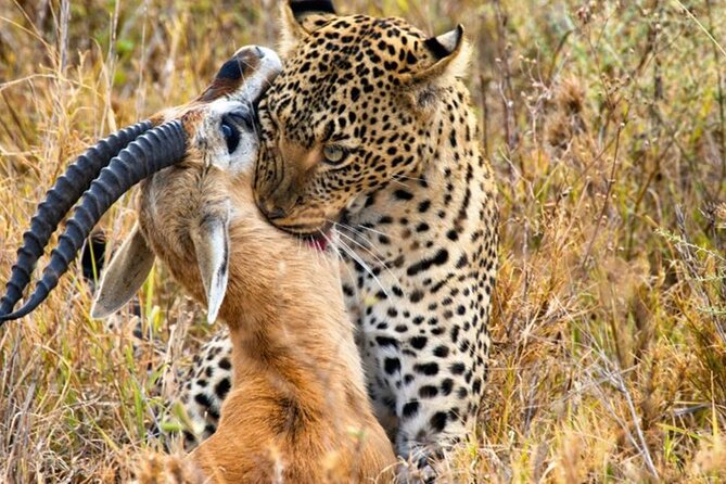 3 Days 2 Nights Maasai Mara Group Safari by 4WD From Nairobi - What the $187 price really covers