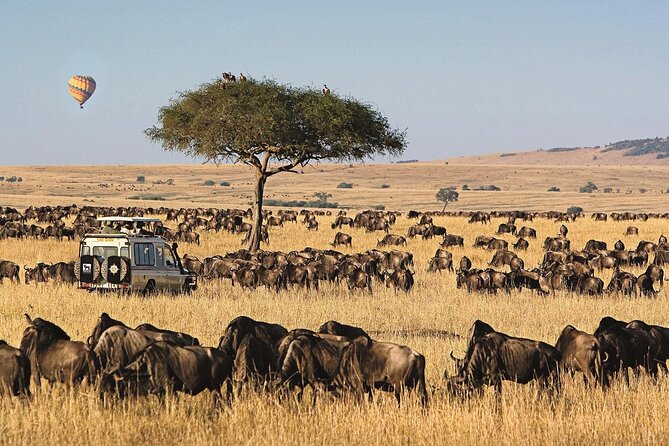 3 Days 2 Nights Maasai Mara National Reserve Joining Safari - Day 3: one last look before the Nairobi return