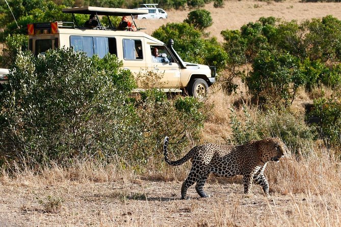 3 Days 2 Nights Masai Mara Joining Safari From Nairobi - Day 3: One last drive before returning to Nairobi