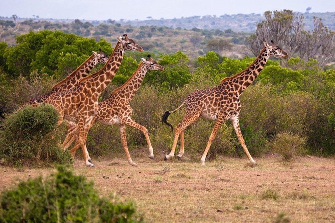 3 Days 2 Nights Masai Mara Joining Safari From Nairobi - The guide can shape the whole experience