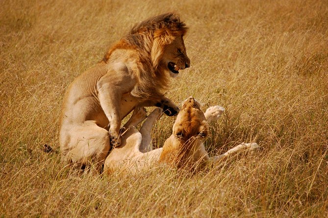3 Days 2 Nights Masai Mara Joining Safari From Nairobi - Joining safari or private trip?