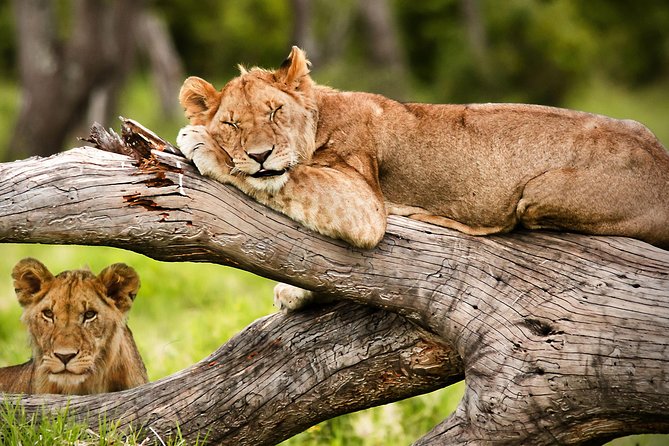 3 Days 2 Nights Masai Mara Joining Safari From Nairobi - What to confirm before paying