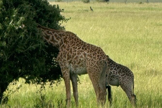 3 Days 2 Nights Masai Mara Road Transport Safari - What the $360 safari really gives you