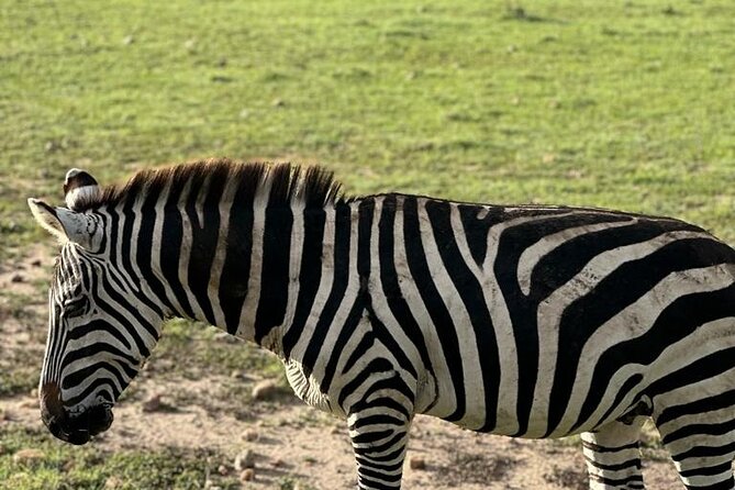 3 Days 2 Nights Masai Mara Road Transport Safari - Guides, group size, and the feel of the trip