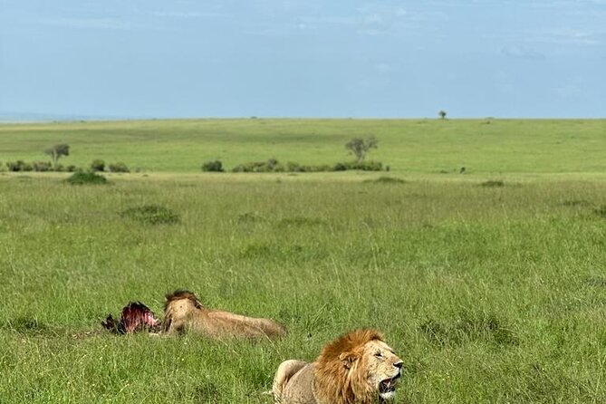 3 Days 2 Nights Masai Mara Road Transport Safari - Leaving Nairobi at City Market