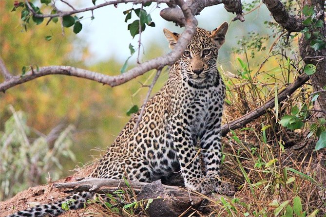 3 Days, 2 Nights Safari - Amboseli National Park and Tsavo West Adventure Safari - Day 2: From Tsavo West to Amboseli