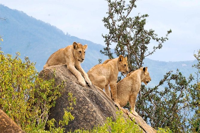 3 Days, 2 Nights Safari - Amboseli National Park and Tsavo West Adventure Safari - Observation Hill and the one place you can walk