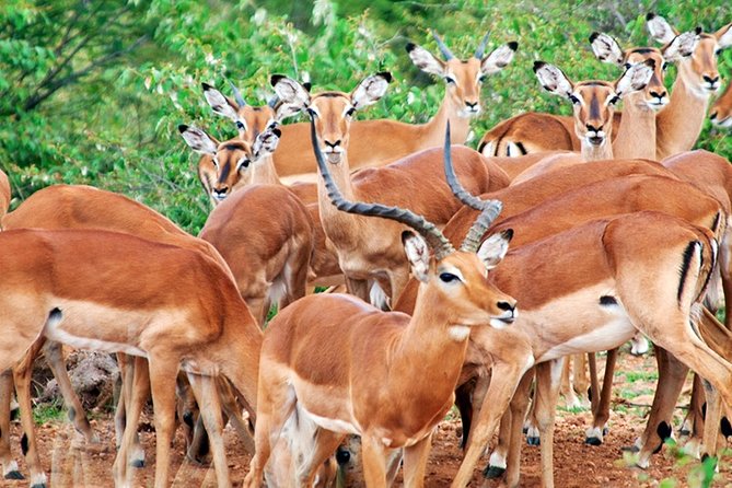 3 Days, 2 Nights Safari - Amboseli National Park and Tsavo West Adventure Safari - The optional Tsavo East return drive