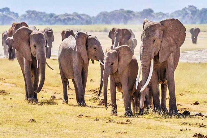 3 Days, 2 Nights Safari - Amboseli National Park and Tsavo West Adventure Safari - Meals, accommodation, and what to pack
