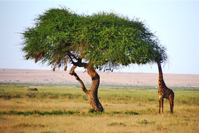 3 Days, 2 Nights Safari - Amboseli National Park and Tsavo West Adventure Safari - Day 1: Entering Tsavo West through red-earth country