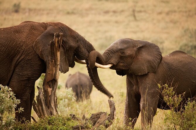3 Days, 2 Nights Safari - Luxury Maasai Mara from Kisumu/Nairobi - Starting at 7:30 AM from Kisumu or Nairobi