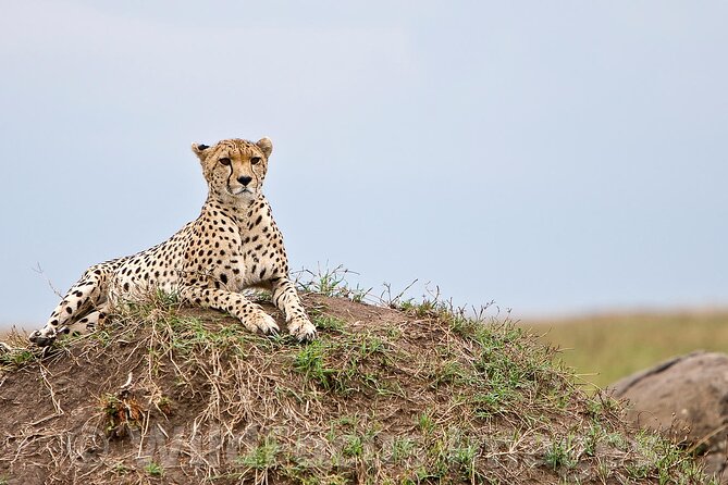 3 Days, 2 Nights Safari - Luxury Maasai Mara from Kisumu/Nairobi - Day two: the main wildlife day