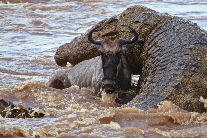 3 Days, 2 Nights Safari - Luxury Maasai Mara from Kisumu/Nairobi - Who will enjoy this safari most