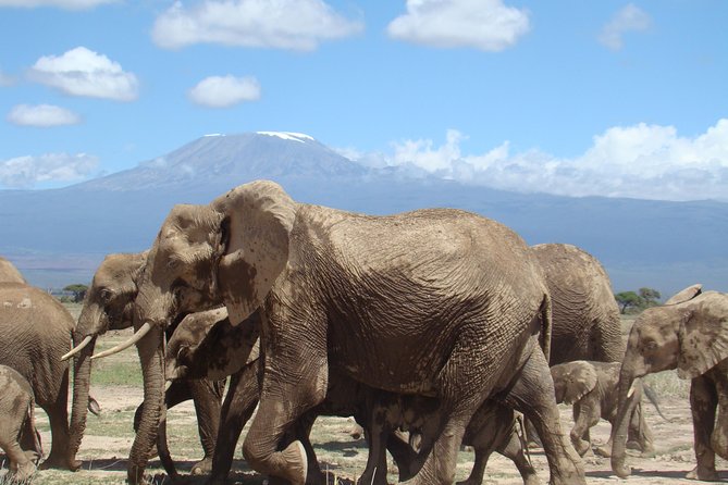 3 days, 2 nights safari to Amboseli National park from Nairobi - What the guides add to the safari