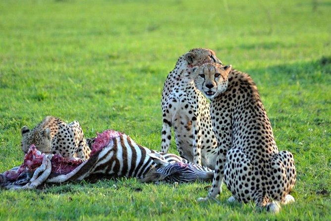 3 days, 2 nights safari to Amboseli National park from Nairobi - Day 1: Nairobi to Amboseli and the first evening drive