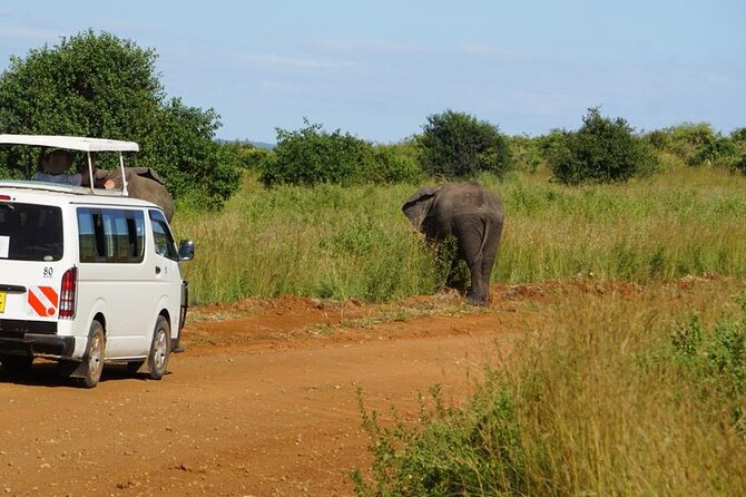 3 Days 2 Nights Safari to Saltlick Lodge from Nairobi - The final morning begins with sunrise