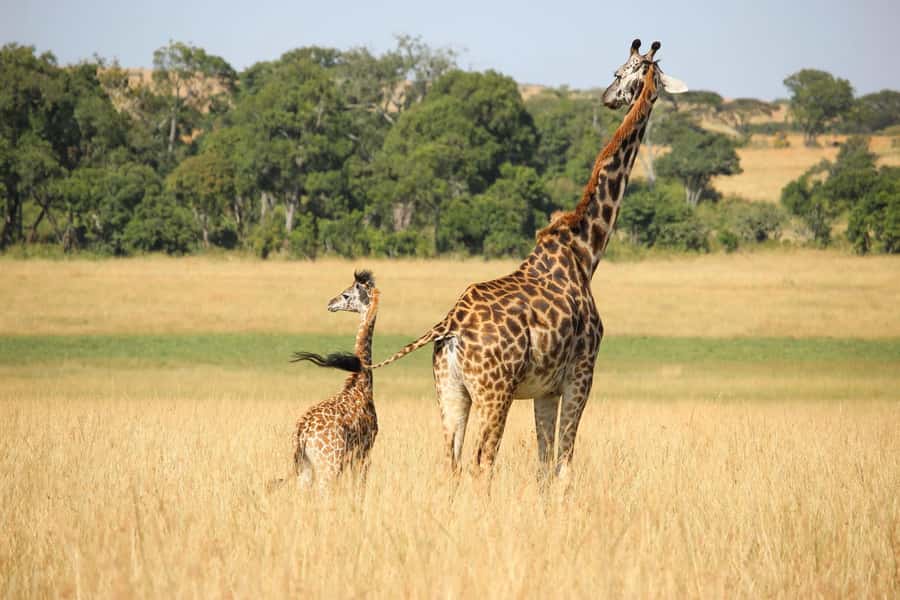 3 days 2 nights saltlick safari from diani/mombasa - Day two gives you the full safari rhythm