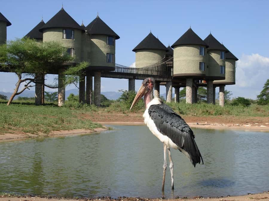 3 days 2 nights saltlick safari from diani/mombasa - The 6:00 am road departure from Mombasa, Diani, or Nairobi