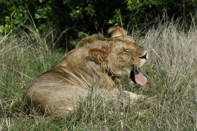 3 Days(2 nights) Tsavo East Tour & Saltlick (Cost based on minimum 2 persons) - Day 3: A final pre-breakfast search and the long trip home