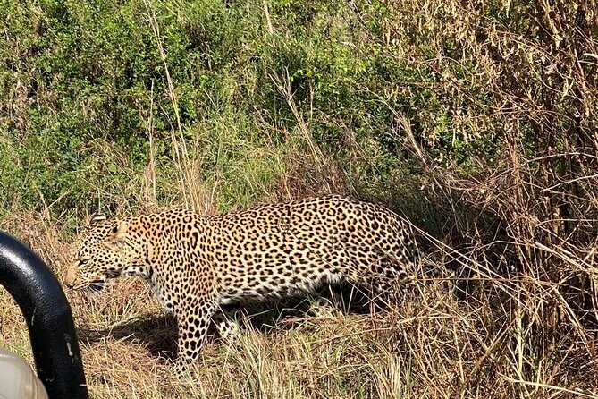 3 Days Adventure Tour in Masai Mara - Day 3: Sunrise wildlife viewing and the long road back