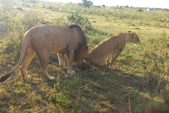 3 Days Adventure Tour in Masai Mara - Day 2: Seven hours among the Masai Mara’s big animals