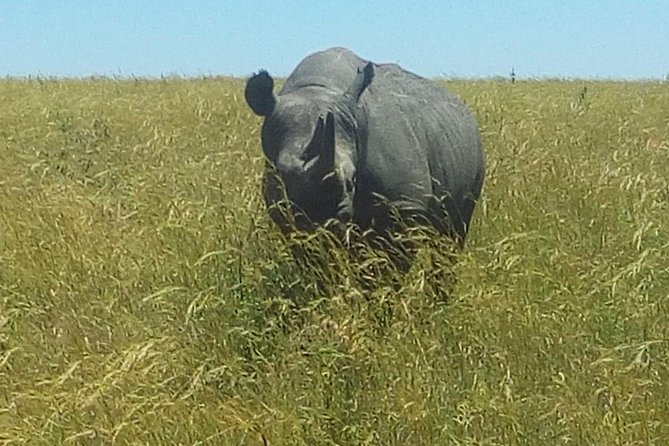 3 Days adventurous Maasai Mara Budget Group Safari - What the Camp Really Means at This Price
