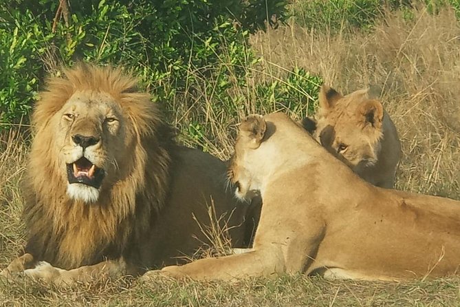 3 Days adventurous Maasai Mara Budget Group Safari - Measuring the $850 Value