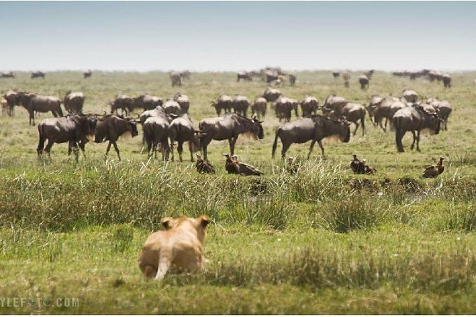 3 Days adventurous Maasai Mara Budget Group Safari - Day 2: A Full Day Among Lions, Elephants, and Zebra