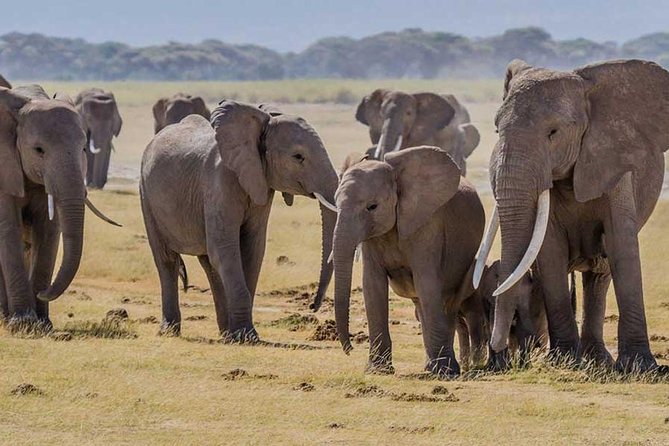 3 days Amboseli, Land of Kilimanjaro - Kibo Safari Camp and the included meals