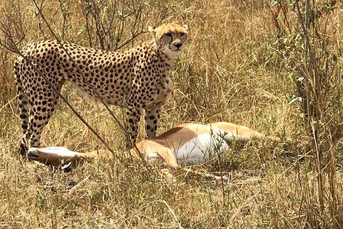 3 days Amboseli, Land of Kilimanjaro - Day 2: The full Amboseli safari day