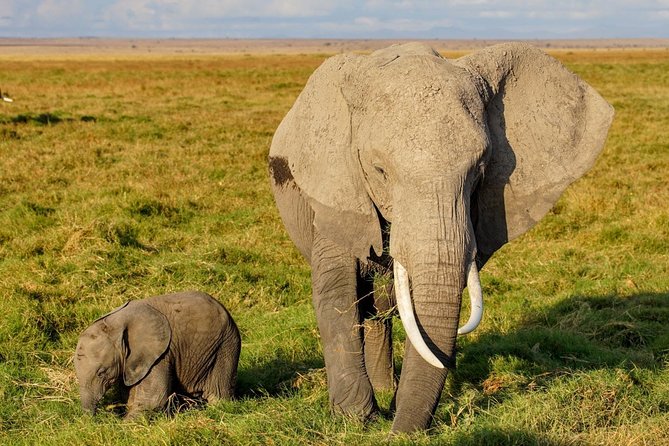 3 Days Amboseli National Park safari - Why Amboseli works so well for a short safari