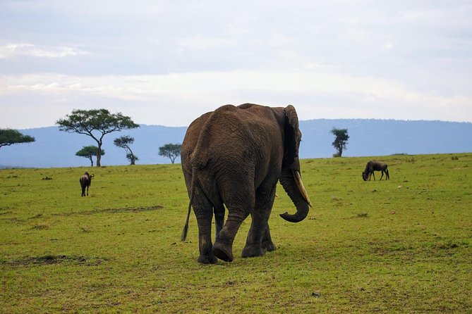 3 Days Amboseli National Park safari - Elephants, hippos, birds, and the value of open country