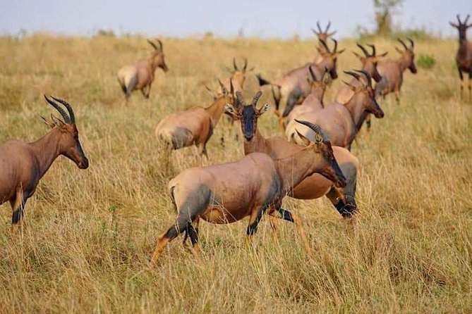 3 Days Amboseli National Park safari - Day 3: A final game drive before Nairobi