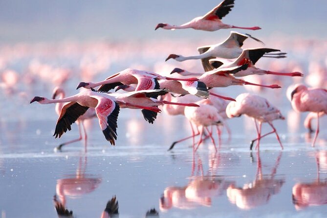3 Days Amboseli National Park safari - Timing, fitness, and who will like this safari