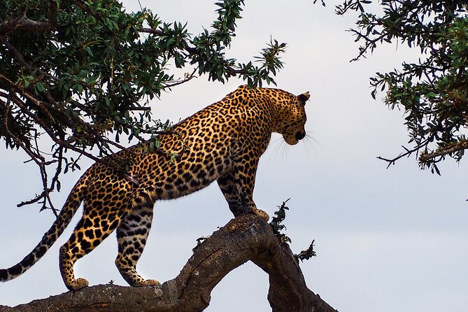 3 Days and 2 Nights Adventure in Masai Mara - From Nairobi to the Great Rift Valley