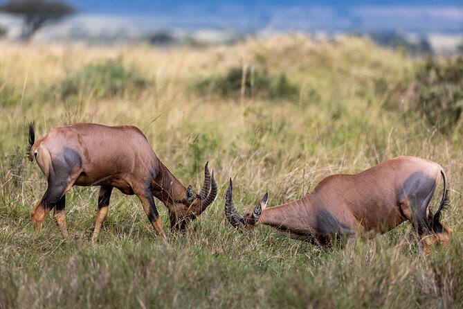 3 Days and 2 Nights Adventure in Masai Mara - Booking, cancellation, and guide service