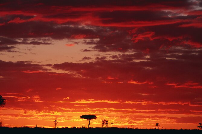 3 Days and 2 Nights Adventure in Masai Mara - A full second day for the Big 5