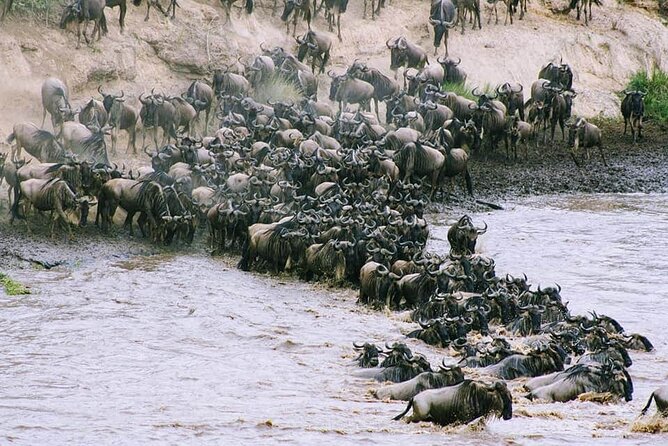 3 Days Budget Masai Mara Safari - A full day in the Masai Mara on day two
