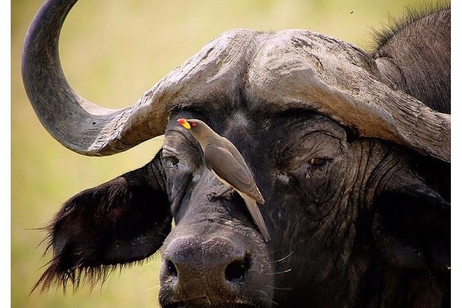 3 Days Budget Masai Mara Safari - The guide can shape the whole experience