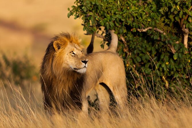 3 Days Gamedrive Safari In Masai Mara From Nairobi - Key points at a glance